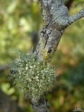 Ramalina stenospora image