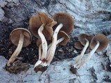 Psathyrella piluliformis image
