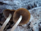 Psathyrella piluliformis image