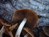 Psathyrella piluliformis image
