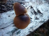 Psathyrella piluliformis image
