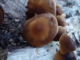 Psathyrella piluliformis image