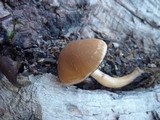 Psathyrella piluliformis image