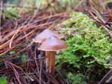 Psilocybe aucklandiae image