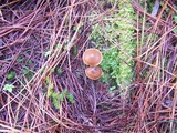 Psilocybe aucklandiae image