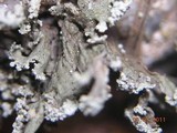 Ramalina canariensis image