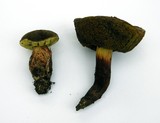 Boletus chrysenteron image