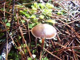 Psilocybe aucklandiae image