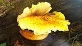 Pholiota limonella image