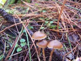 Psilocybe aucklandiae image