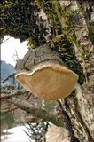 Phellinus pomaceus image