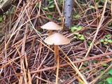 Psilocybe aucklandiae image