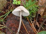 Mycena galopus var. galopus image