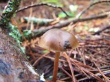 Psilocybe aucklandiae image