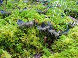Peltigera membranacea image