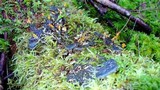 Peltigera membranacea image
