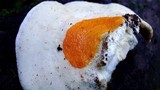 Hypomyces aurantius image