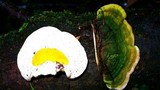 Hypomyces aurantius image