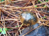 Psilocybe aucklandiae image