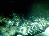 Hypomyces aurantius image