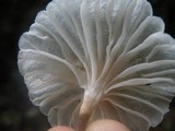 Hemimycena candida image