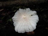 Hemimycena candida image