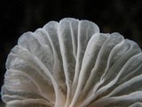Hemimycena candida image