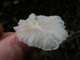 Hemimycena candida image