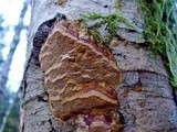 Fuscoporia ferruginosa image