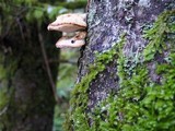 Postia fragilis image