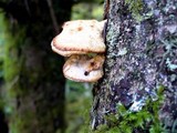 Postia fragilis image