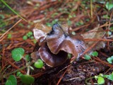 Psilocybe aucklandiae image