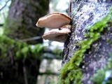 Postia fragilis image