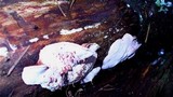 Fomitopsis cajanderi image