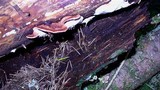 Fomitopsis cajanderi image