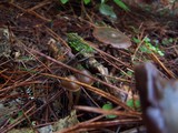 Psilocybe aucklandiae image