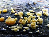 Ditiola peziziformis image