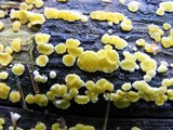 Ditiola peziziformis image