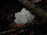 Hemimycena candida image
