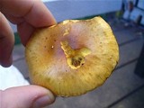Gymnopilus sapineus image