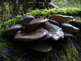 Sarcomyxa serotina image