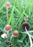 Psathyrella corrugis image