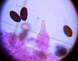 Psathyrella corrugis image