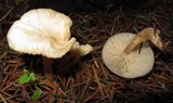 Clitocybe fragrans image