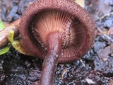 Lentinus velutinus image