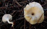 Clitocybe fragrans image
