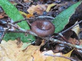 Lentinus velutinus image