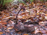 Lentinus velutinus image