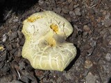 Buchwaldoboletus sphaerocephalus image