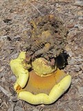 Buchwaldoboletus sphaerocephalus image